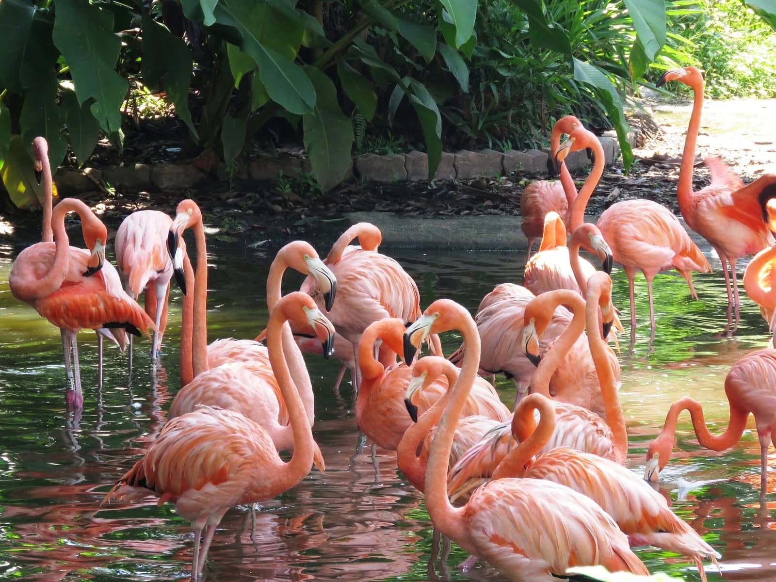 Flock of flamingos in the Parque das Aves lagoon
