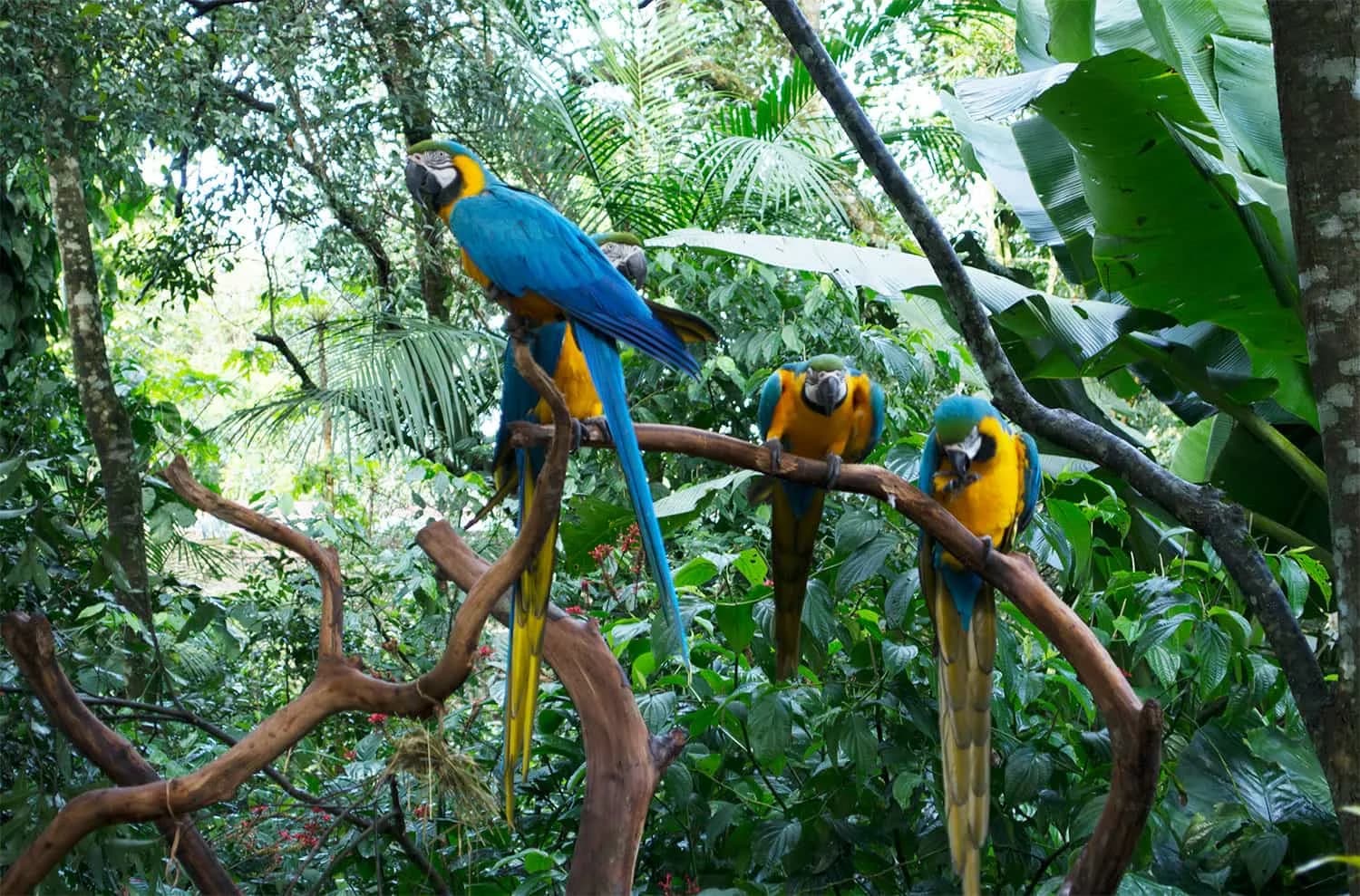 Blue-and-yellow macaws perched together inside the forest aviary
