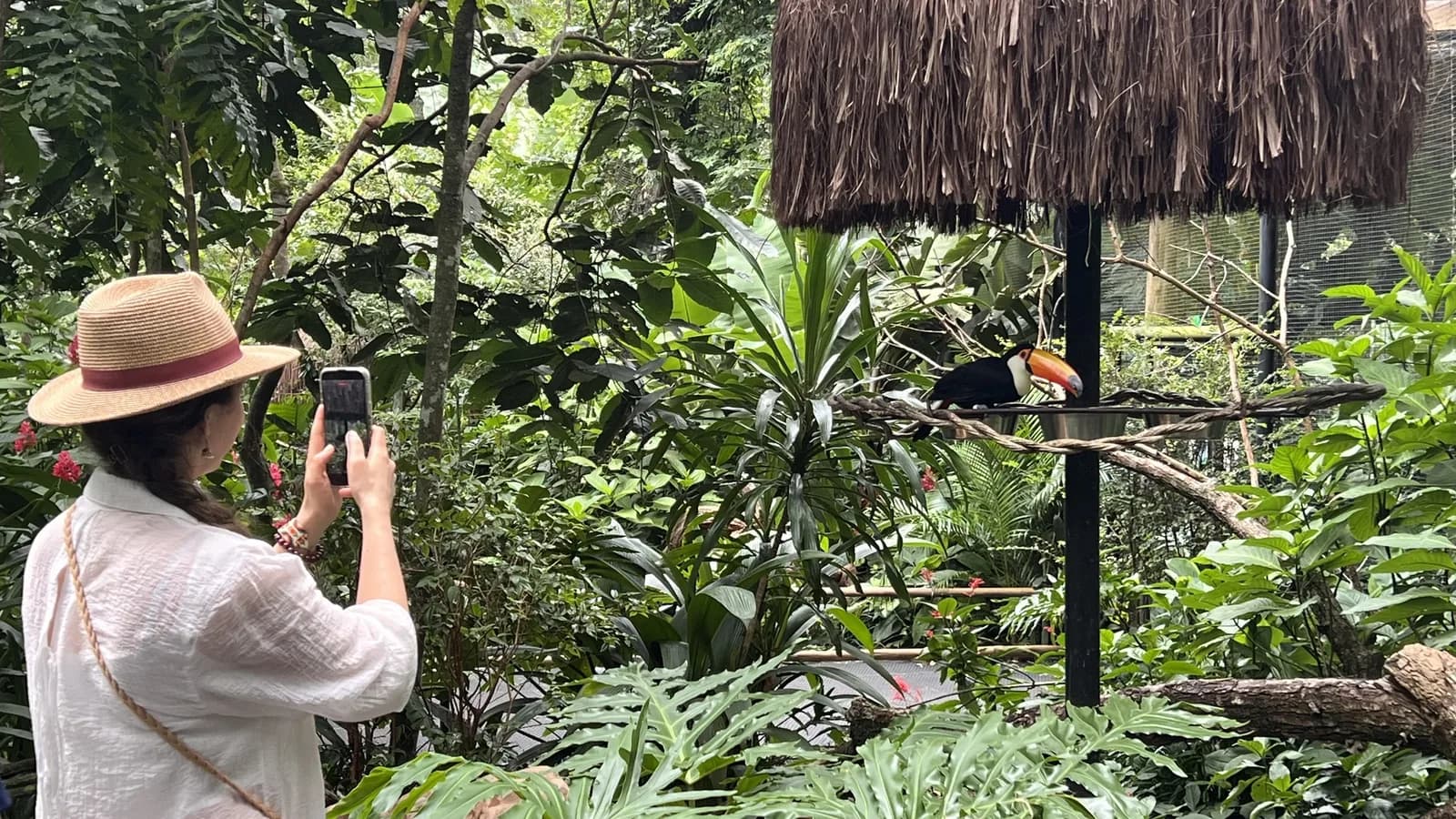 Visitor calmly photographing a toucan from the Parque das Aves trail