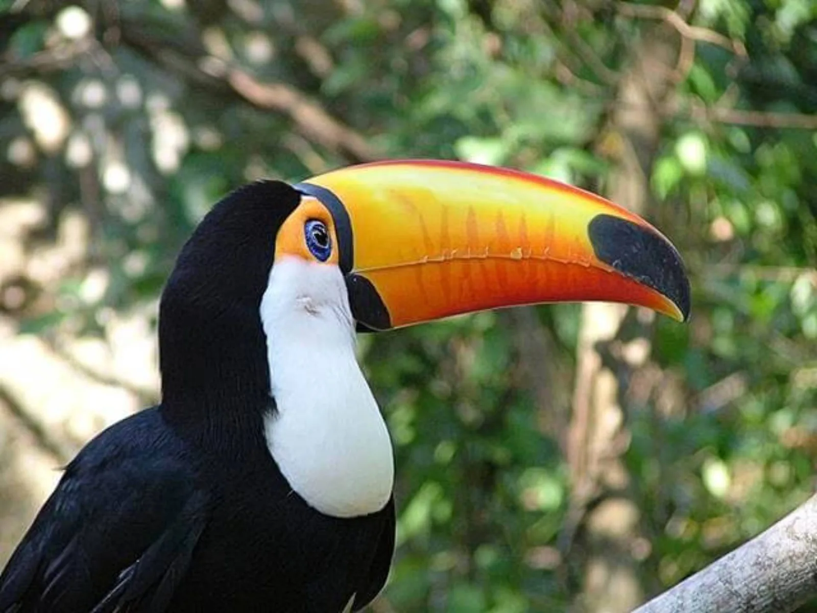 Toco toucan perched among Atlantic Forest foliage at Parque das Aves