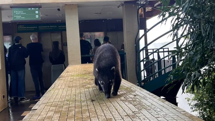 A coati walking near the Brazilian-side visitor facilities at Iguazu Falls